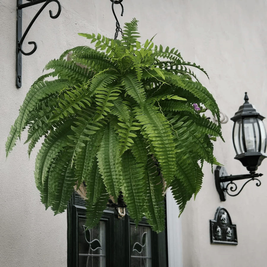 Last Day 75% OFF | UV Resistant Lifelike Artificial Boston Fern