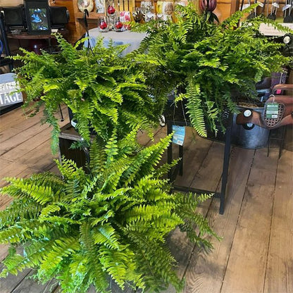 Last Day 75% OFF | UV Resistant Lifelike Artificial Boston Fern